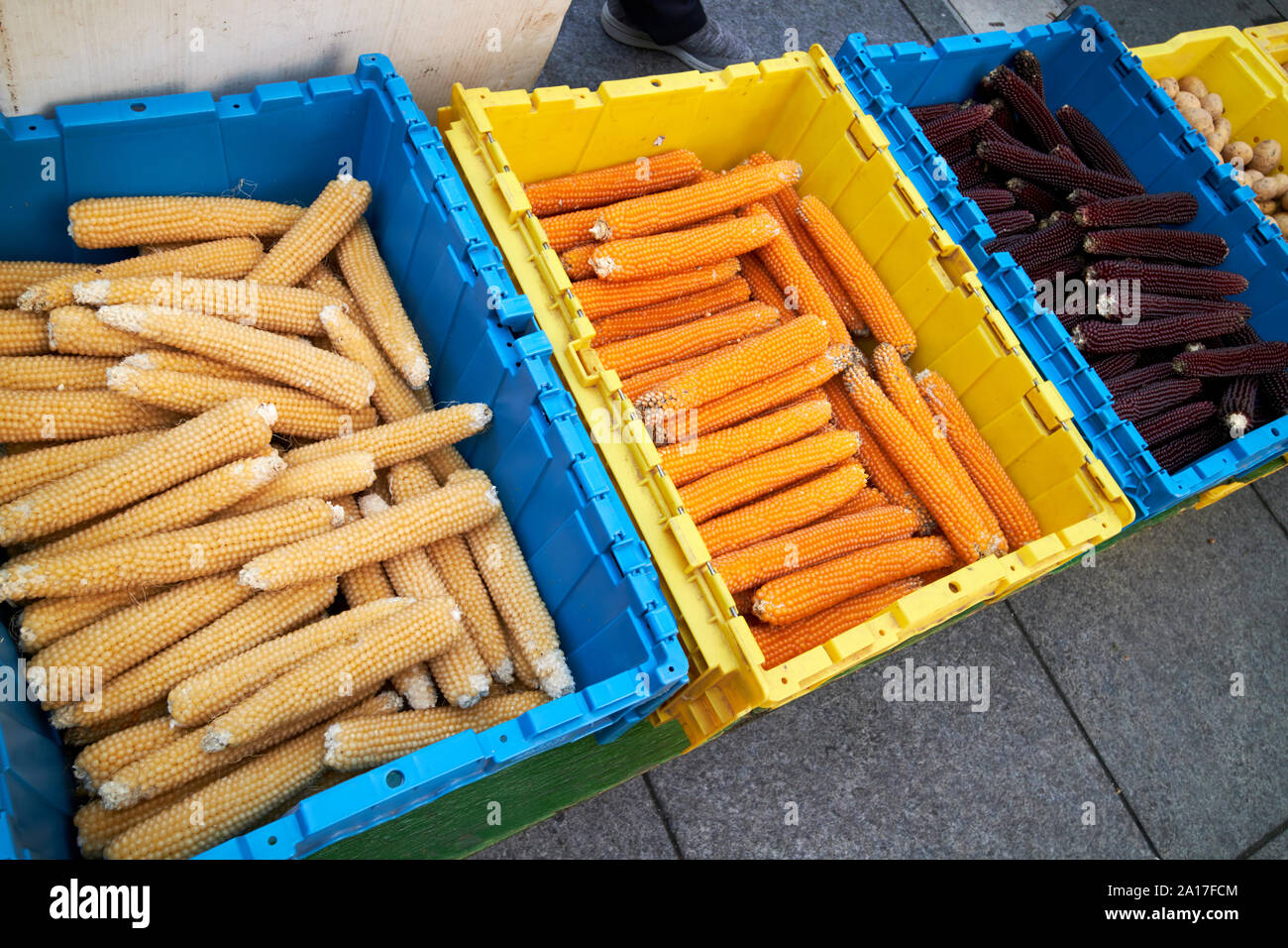 Maiskolben einschließlich Lila corne bei Chicago, frische Lebensmittel Farmers Market Chicago Illinois Vereinigte Staaten von Amerika Stockfoto