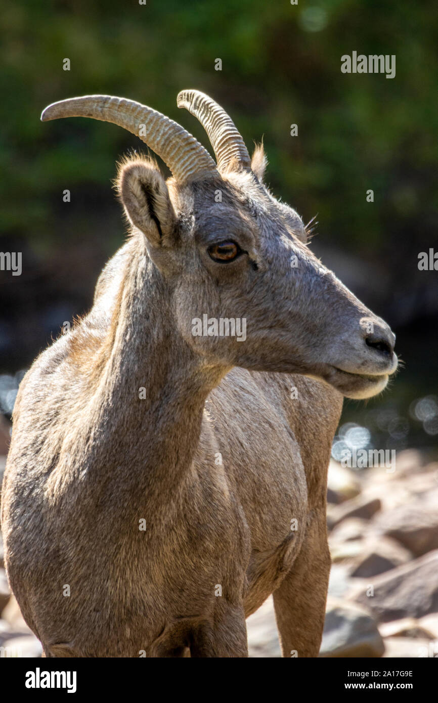 Bighorn Schafe darunter einige Lämmer in Waterton Canyon Colorado Stockfoto