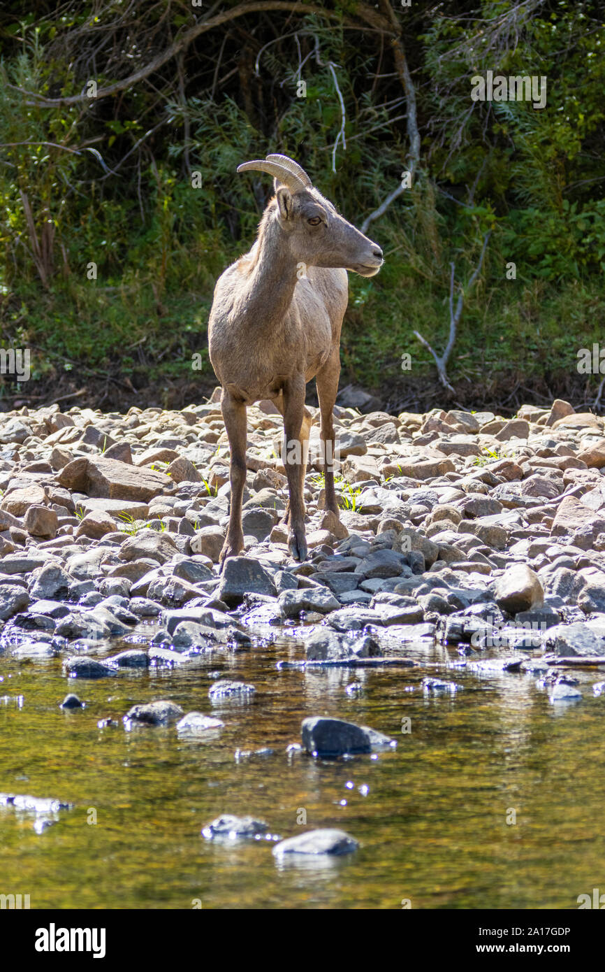 Bighorn Schafe darunter einige Lämmer in Waterton Canyon Colorado Stockfoto