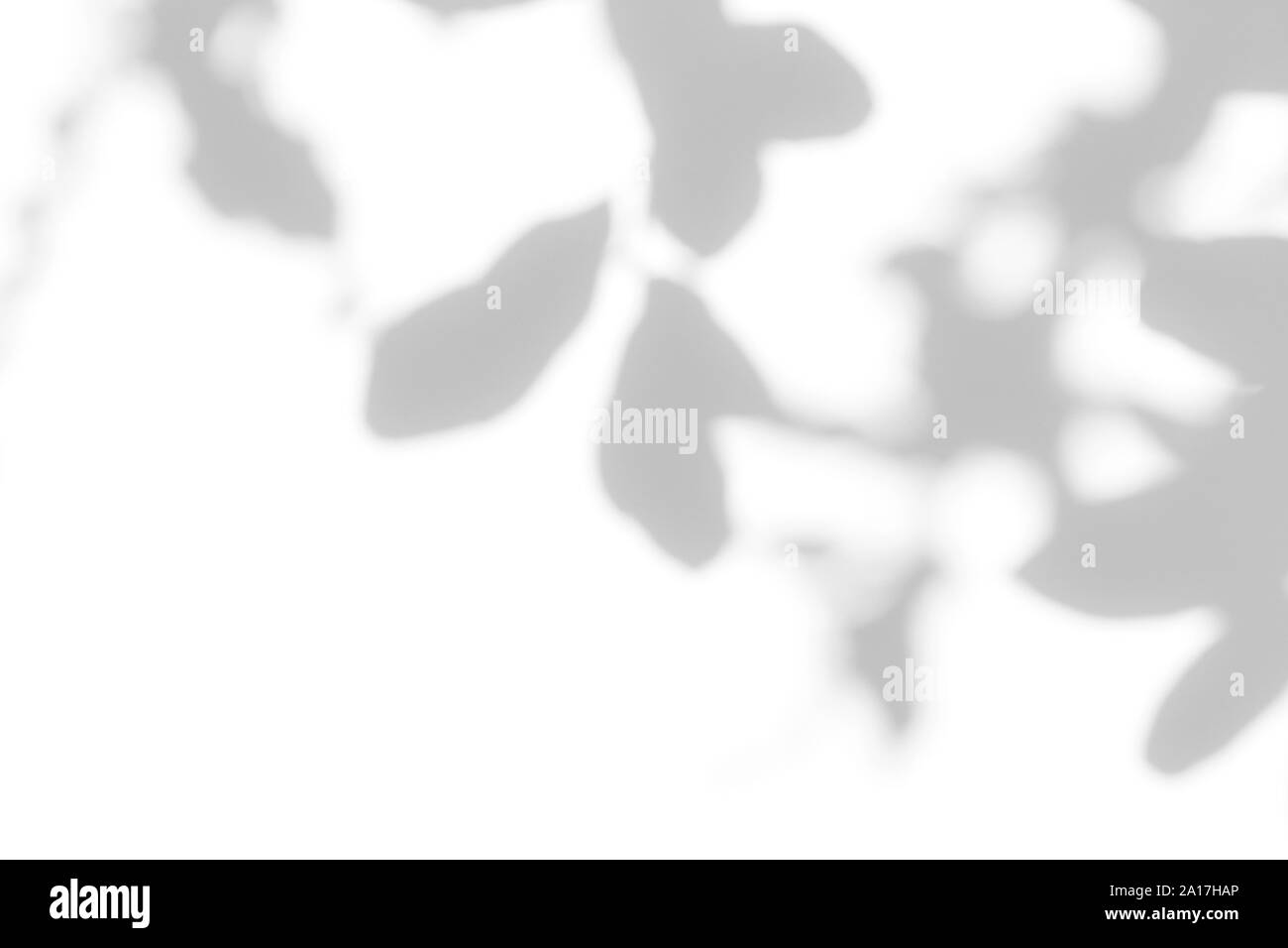 Overlay für Foto. Graue Schatten der Blätter auf eine weiße Wand. Abstrakten neutralen Charakter Konzept verschwommenen Hintergrund. Platz für Text. Stockfoto