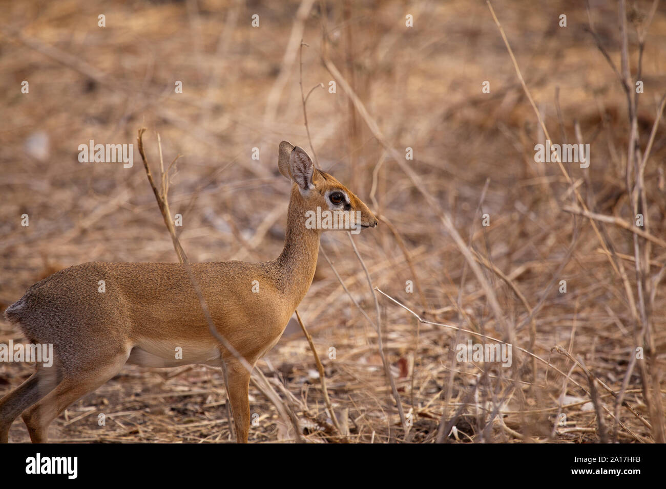 Weibliche Kirk's Dik Dik im Busch, stehend 40 cm groß Es ist eines der kleineren Antilopen in Ostafrika. Stockfoto