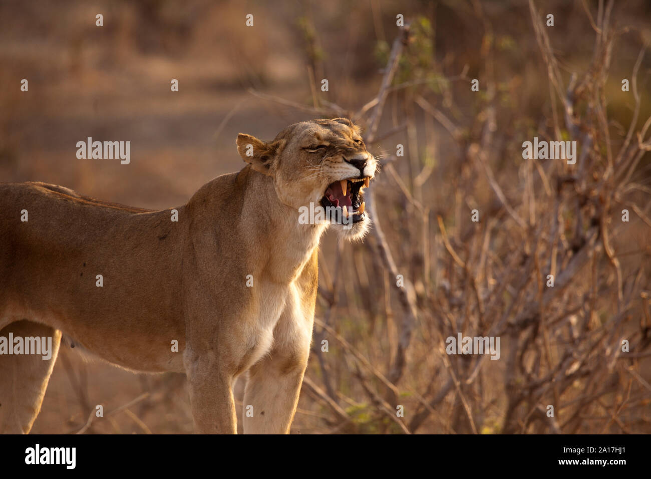 Löwin Aufruf zeigt ihre beeindruckenden Eckzähne in der Morgensonne, Ruaha Nationalpark, Tansania. Stockfoto