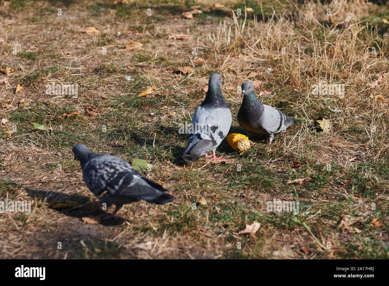 Zwei Tauben Essen Mais. Schlacht von Tauben für Lebensmittel. Vögel an einem sonnigen Tag im Freien. Interessante Szene. Stockfoto