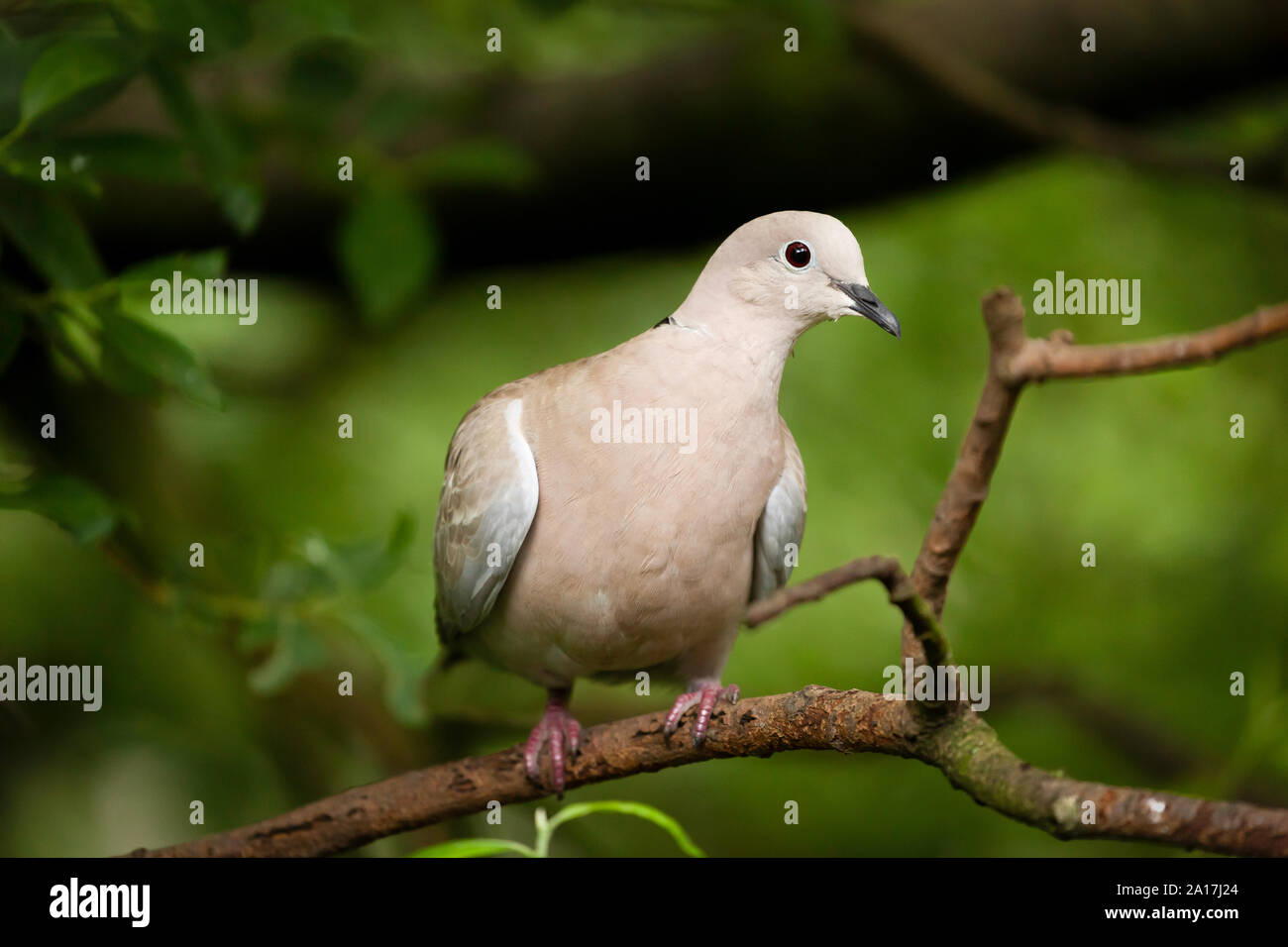 Wild collared dove Vogel saß auf einem Baum. Close up natürliches Image mit einem grünen Laub Hintergrund Stockfoto