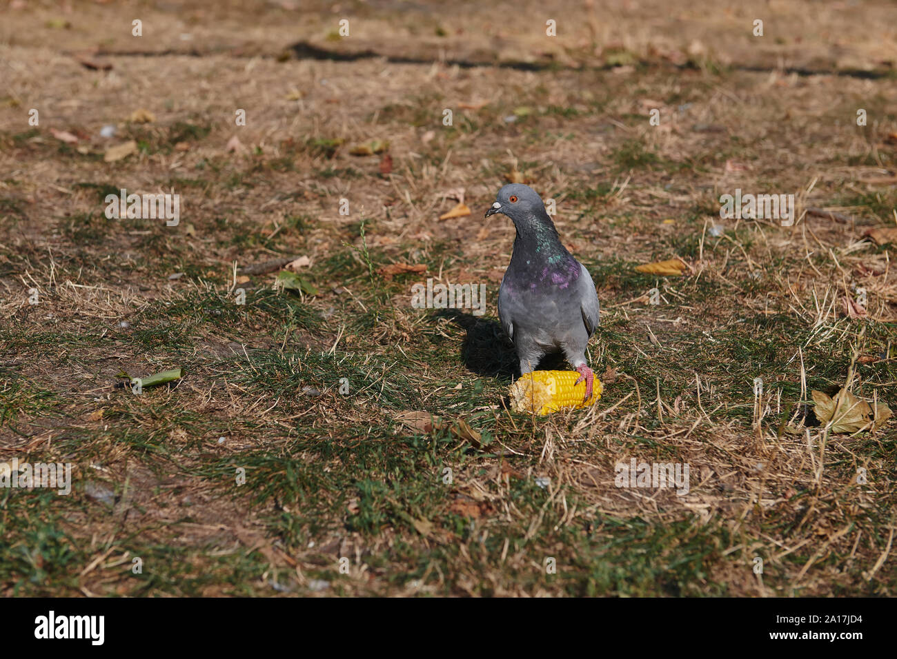 Porträt einer Taube, die auf einer Schaukel von Mais steht. Taube schützt sein Essen. An einem sonnigen Tag Vogel. Pfote auf Essen. Stockfoto