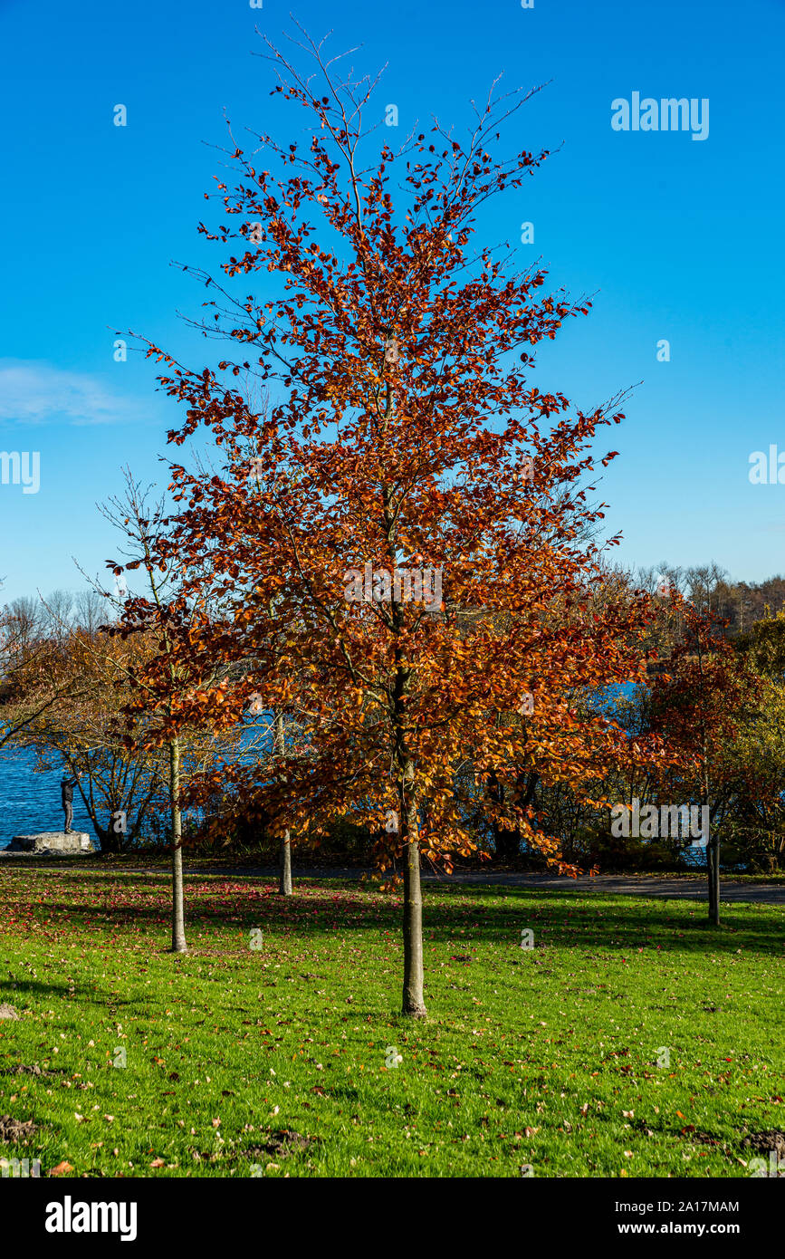 Herbst Szene mit rot gelb braun und orange Farben den Wechsel der Jahreszeiten draußen in der Landschaft Stockfoto