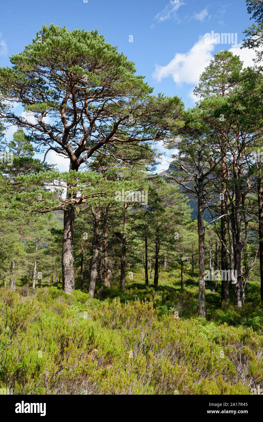 Scots Kiefer - Pinus sylvestris Kaledonischen Wald durch Loch Maree, Schottland Stockfoto