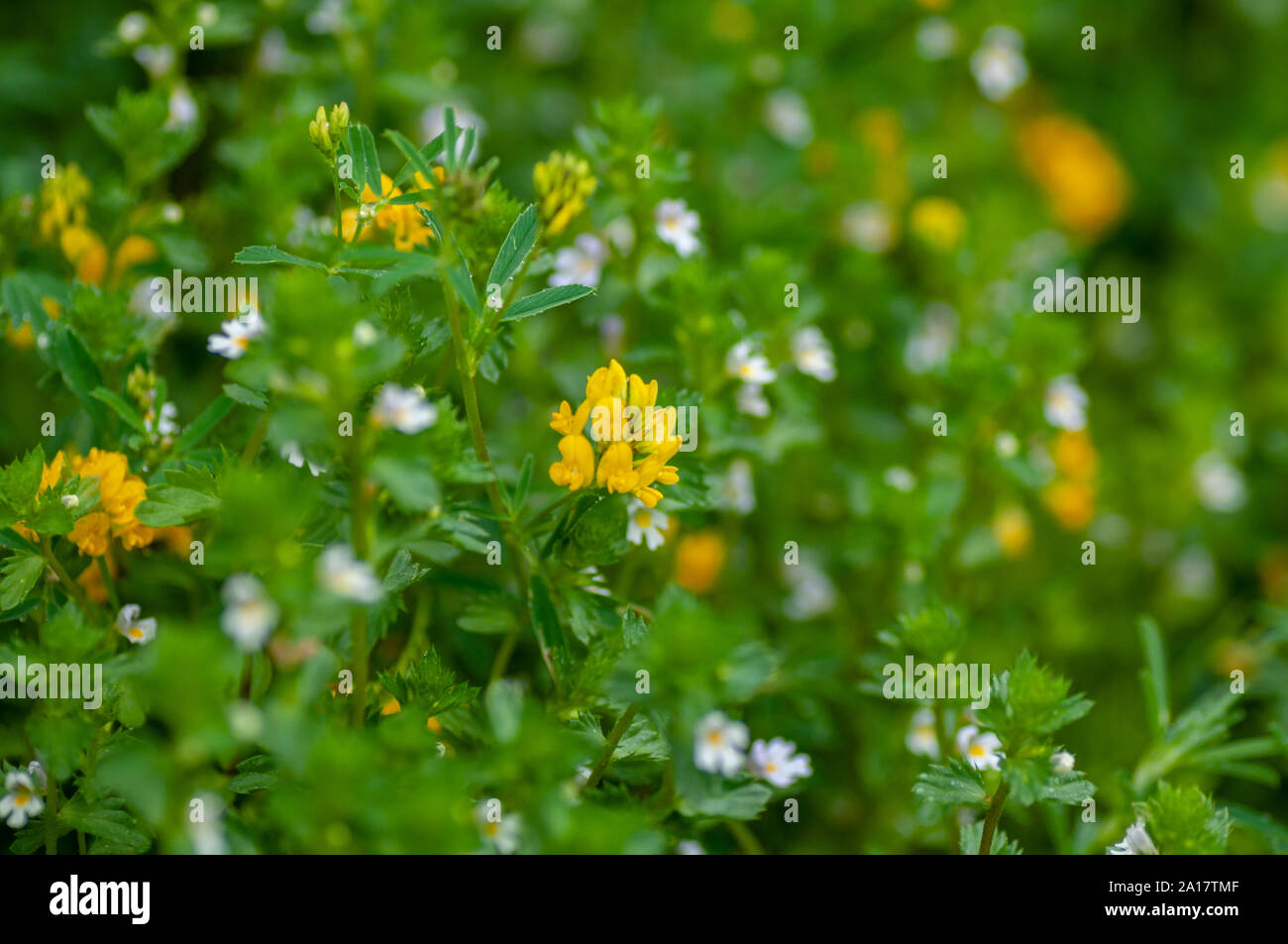 Auf gelben Blüten Vicia lutea in Altai Gebirge, Republik Altai, Sibirien, Russland. Stockfoto
