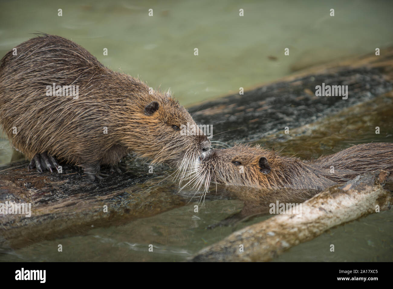 Zwei süße nutria verlieben und küssen Stockfoto