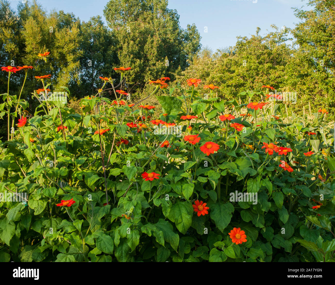 Große Büschel der Helenium mit orange Zungenblüten und gelben Scheibenblüten wächst in einem Grenzgebiet eine Staude, die volle Sonne mag und ist vollkommen winterhart Stockfoto