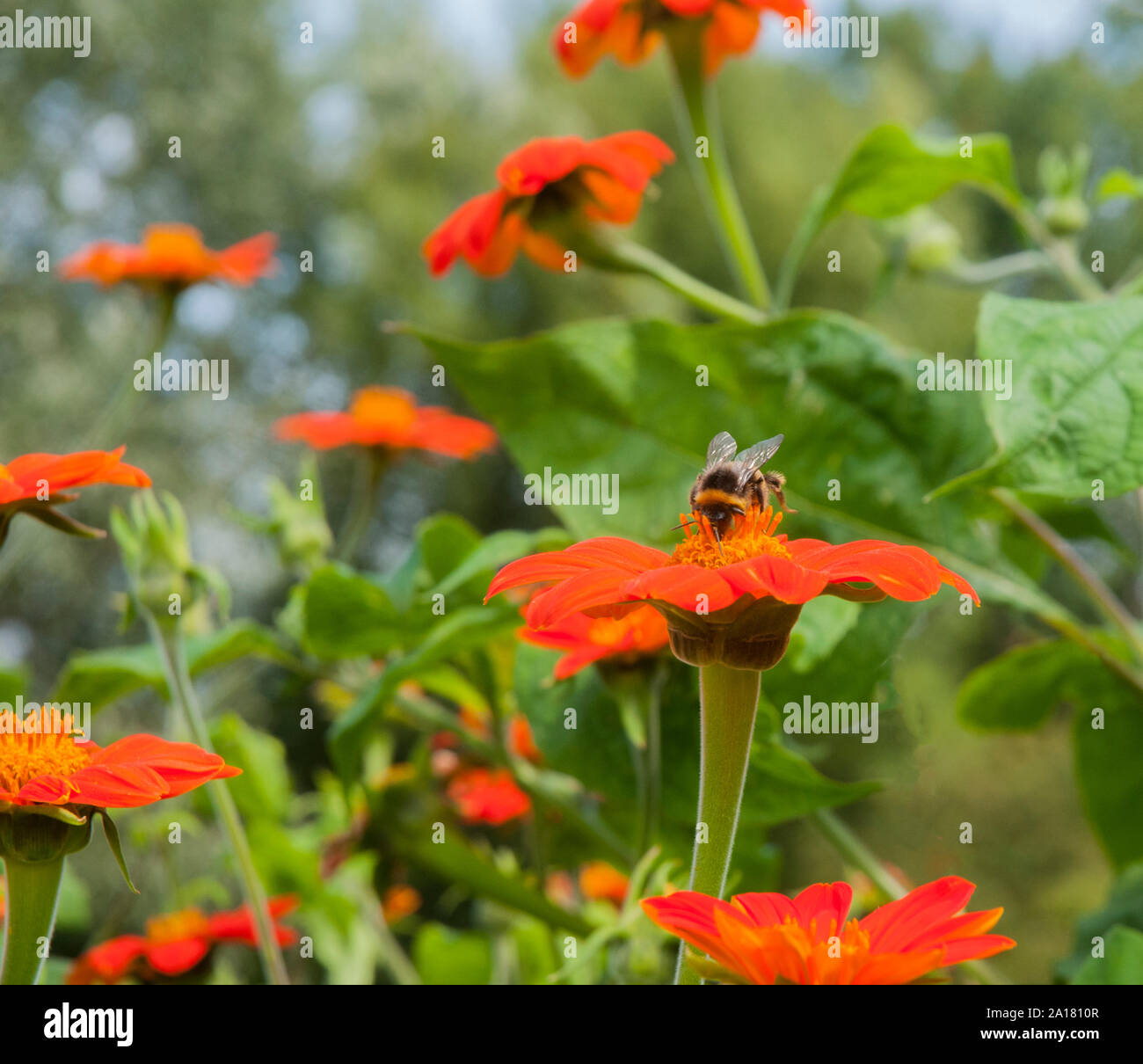 Hummel Bombus terrestris Pollen sammeln von Helenium Blume, Flügel und Antennen detail Tier- und Pflanzenwelt und Natur in ihrer natürlichen Umgebung Stockfoto