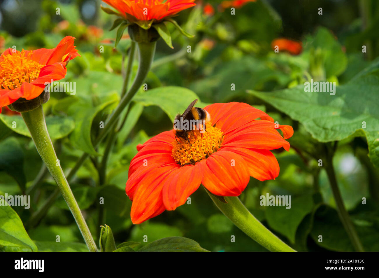 Hummel Bombus terrestris mit Zunge, Pollen sammeln von Helenium Blumen- und Pflanzenwelt und Natur in ihrer natürlichen Umgebung Stockfoto