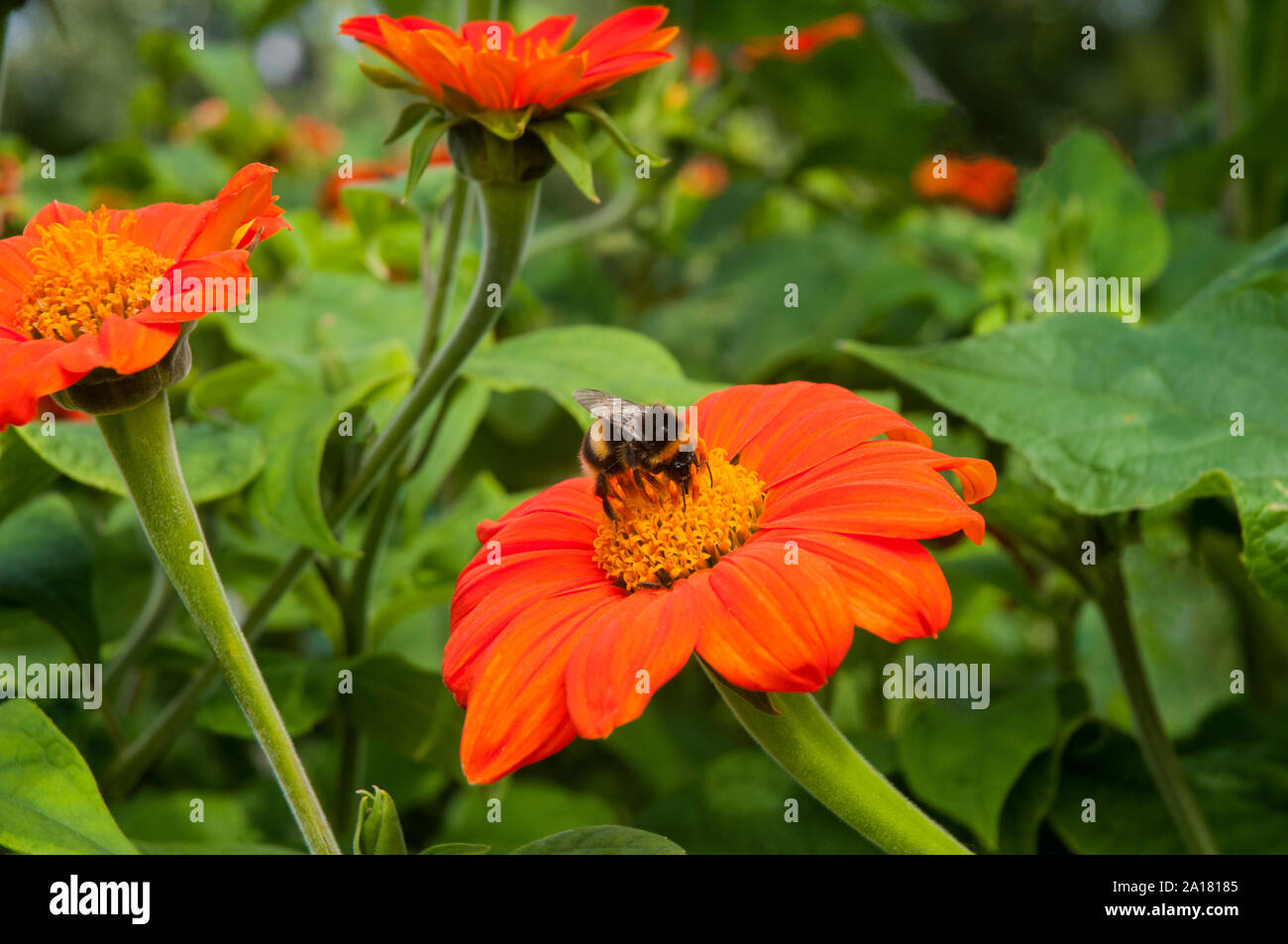 Hummel Bombus terrestris mit Zunge, Pollen sammeln von Helenium Blumen- und Pflanzenwelt und Natur in ihrer natürlichen Umgebung Stockfoto