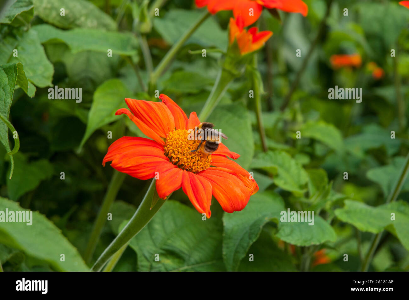Ansicht der Rückseite des Hummel Bombus terrestris zeigen Körper Markierungen Pollen sammeln von Helenium Blumen- und Pflanzenwelt und Natur in ihrer natürlichen Umgebung Stockfoto