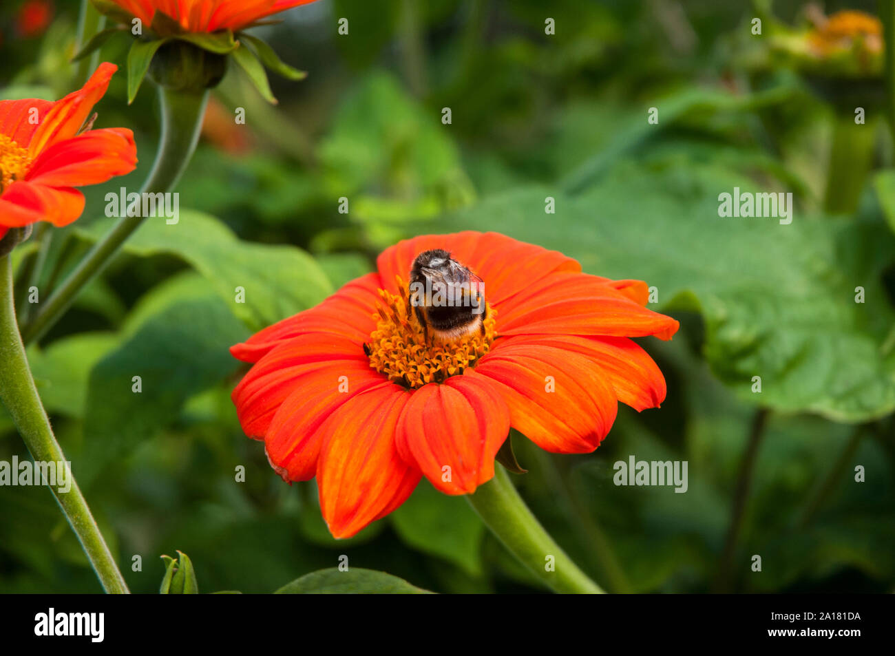 Ansicht der Rückseite des Hummel Bombus terrestris zeigen Körper Markierungen Pollen sammeln von Helenium Blumen- und Pflanzenwelt und Natur in ihrer natürlichen Umgebung Stockfoto