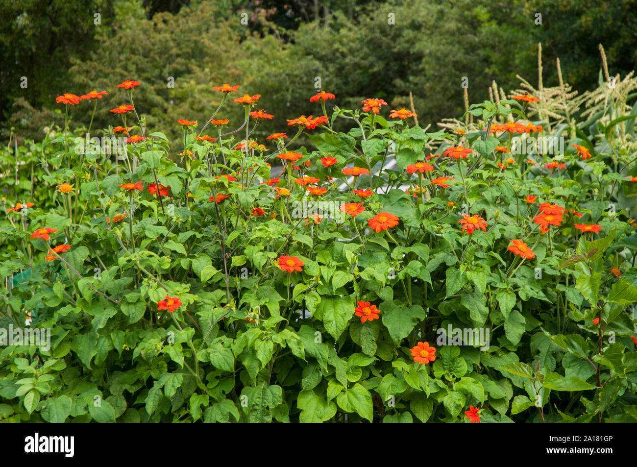 Große Büschel der Helenium mit orange Zungenblüten und gelben Scheibenblüten wächst in einem Grenzgebiet eine Staude, die volle Sonne mag und ist vollkommen winterhart Stockfoto