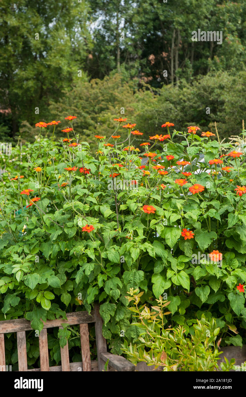 Große Büschel der Helenium mit orange Zungenblüten und gelben Scheibenblüten wächst in einem Grenzgebiet eine Staude, die volle Sonne mag und ist vollkommen winterhart Stockfoto
