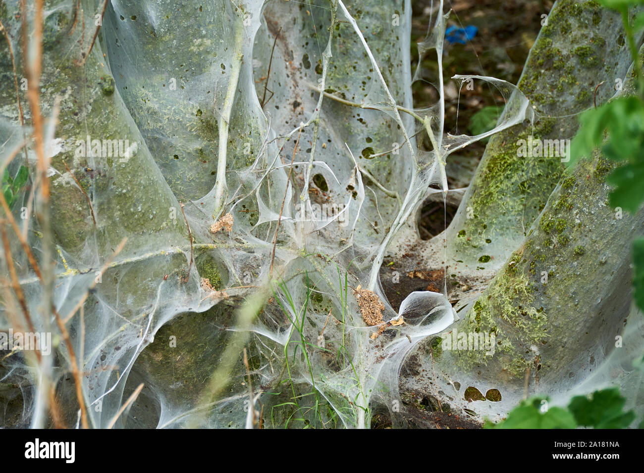 Web der Eiche Prozessoren Motte in der Nähe von dürrenzimmern Stockfoto