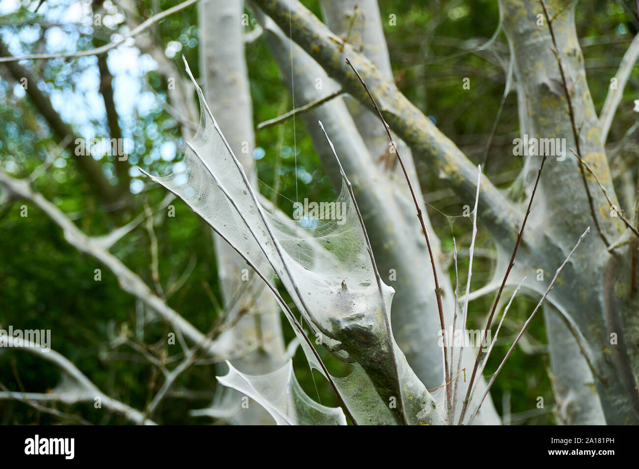 Web der Eiche Prozessoren Motte in der Nähe von dürrenzimmern Stockfoto
