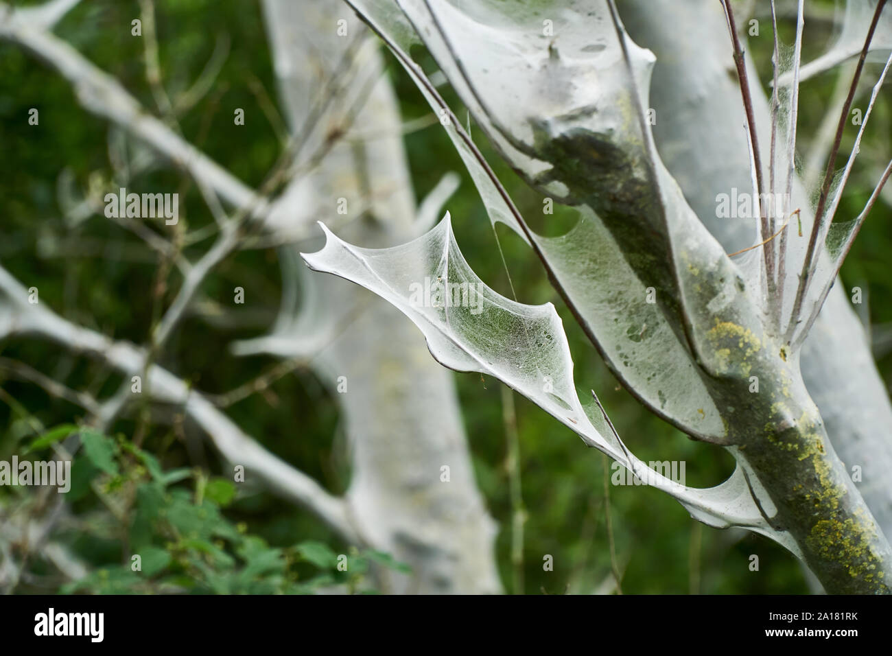 Web der Eiche Prozessoren Motte in der Nähe von dürrenzimmern Stockfoto
