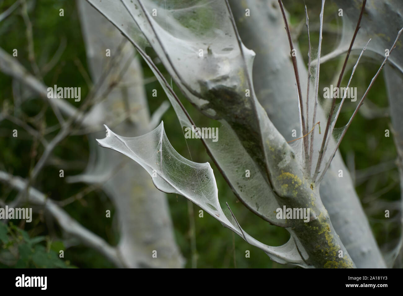 Web der Eiche Prozessoren Motte in der Nähe von dürrenzimmern Stockfoto
