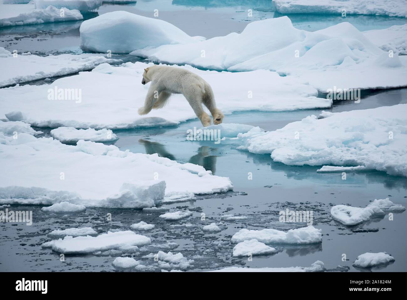 Eisbär (Ursus maritimus) springt von eisscholle zu Eisscholle, Spitzbergen, Arktis, Norwegen Stockfoto