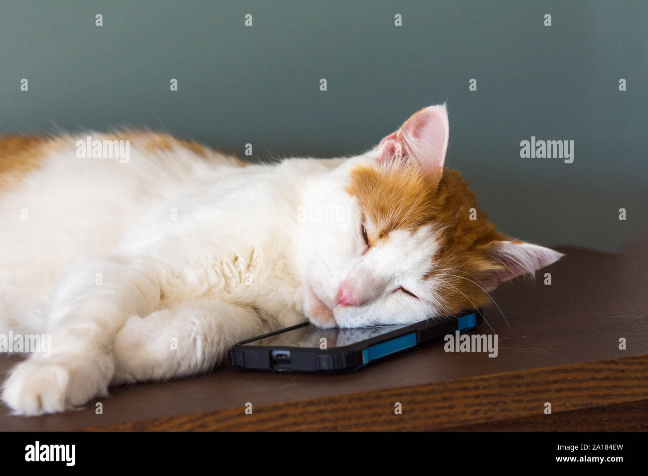 Die Katze schlief, ruhige Musik, seinen Kopf auf das Telefon. Stockfoto