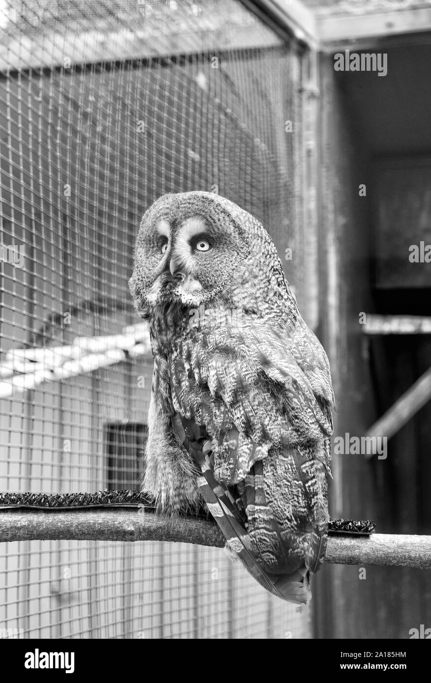 Eine heftige Predator. Ein Raubvogel oder Raptor in zoo Käfig gehockt. Beute Vogel von typischen Eule Familie mit grauen kryptische Gefieder. Nachtaktive Greifvogel Arten. Eule Beute mit scharfen Schnabel und Krallen. Stockfoto