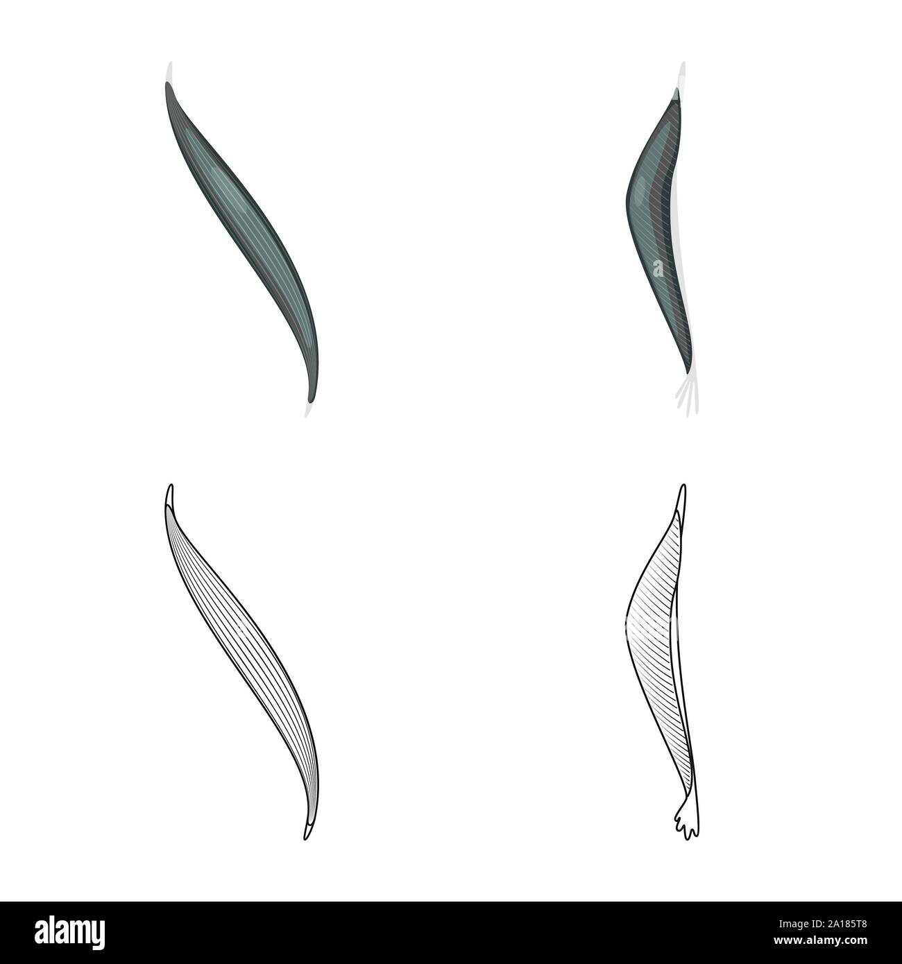 Vektor Design der Faser und muskulös Symbol. Satz von Faser- und Körper vektor Illustration. Stock Vektor