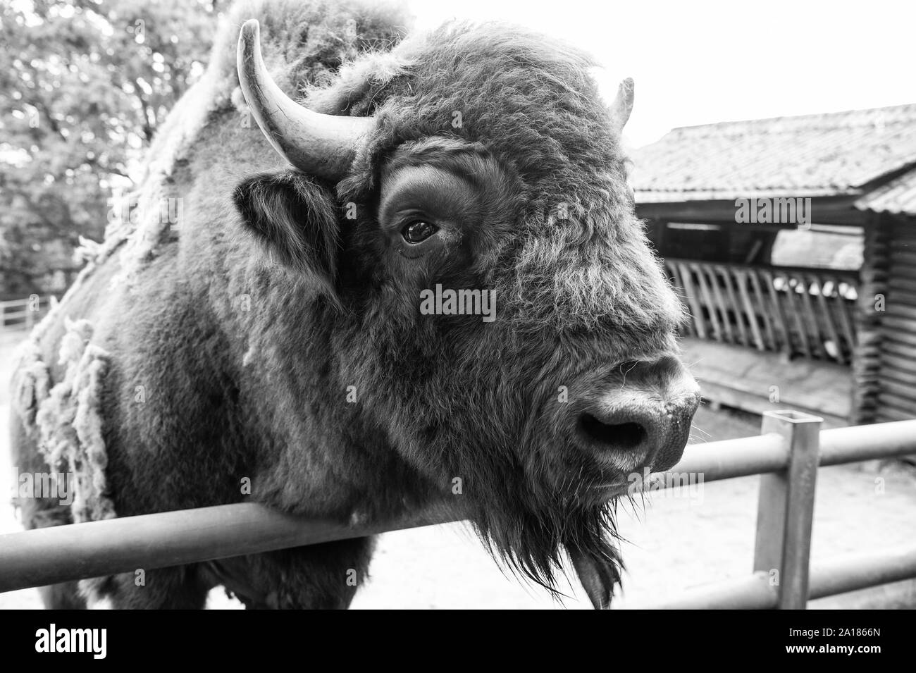 Eine Welt, ein Leben. Wilde Büffel mit Hörnern. Bison Tier im Wildpark. Europäische oder Amerikanische Bisons im Paddock oder Zoo. Große braune Bison der Wisent Gruppe. Stockfoto