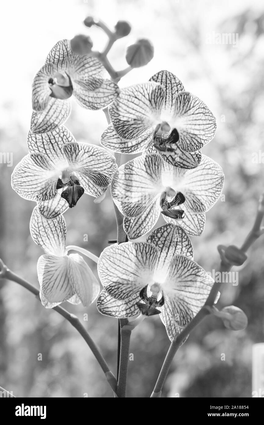 Orchid wachsende Spitzen. Wie kümmern uns um Orchideen im Innenbereich. Am häufigsten angebaut Haus pflanzen. Orchideen blühen. Orchid Flower Pink und Gelb blühen. Phalaenopsis Orchidee. Floral Konzept. Stockfoto