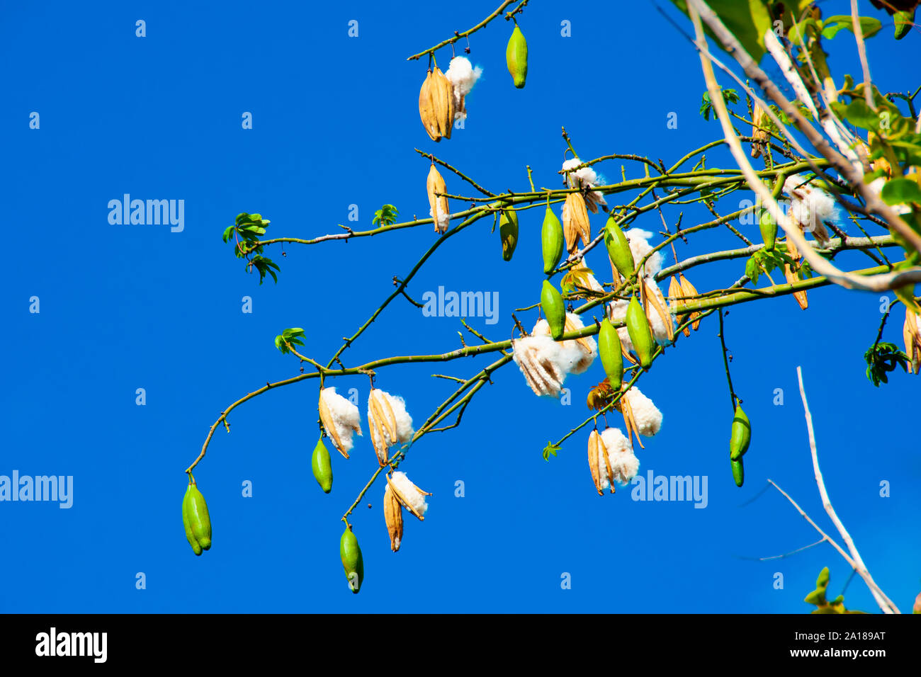 Kapok Tree Fasern - Bali - Indonesien Stockfoto