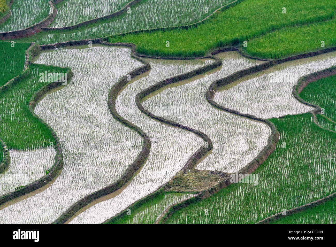 Reisfelder in Me Cang Chai, Yen Bai Provinz, im nordwestlichen Teil von Vietnam. Stockfoto