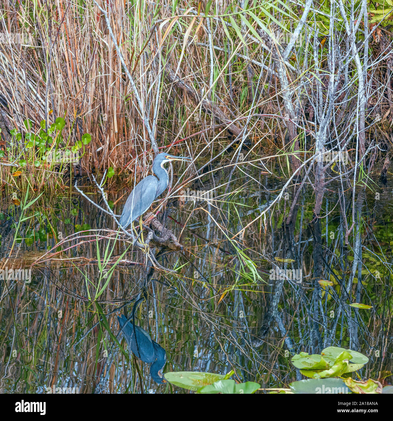 Dreifarbige Heron (Egretta tricolor) und seiner Reflexion. Big Cypress National Preserve. Florida. USA Stockfoto