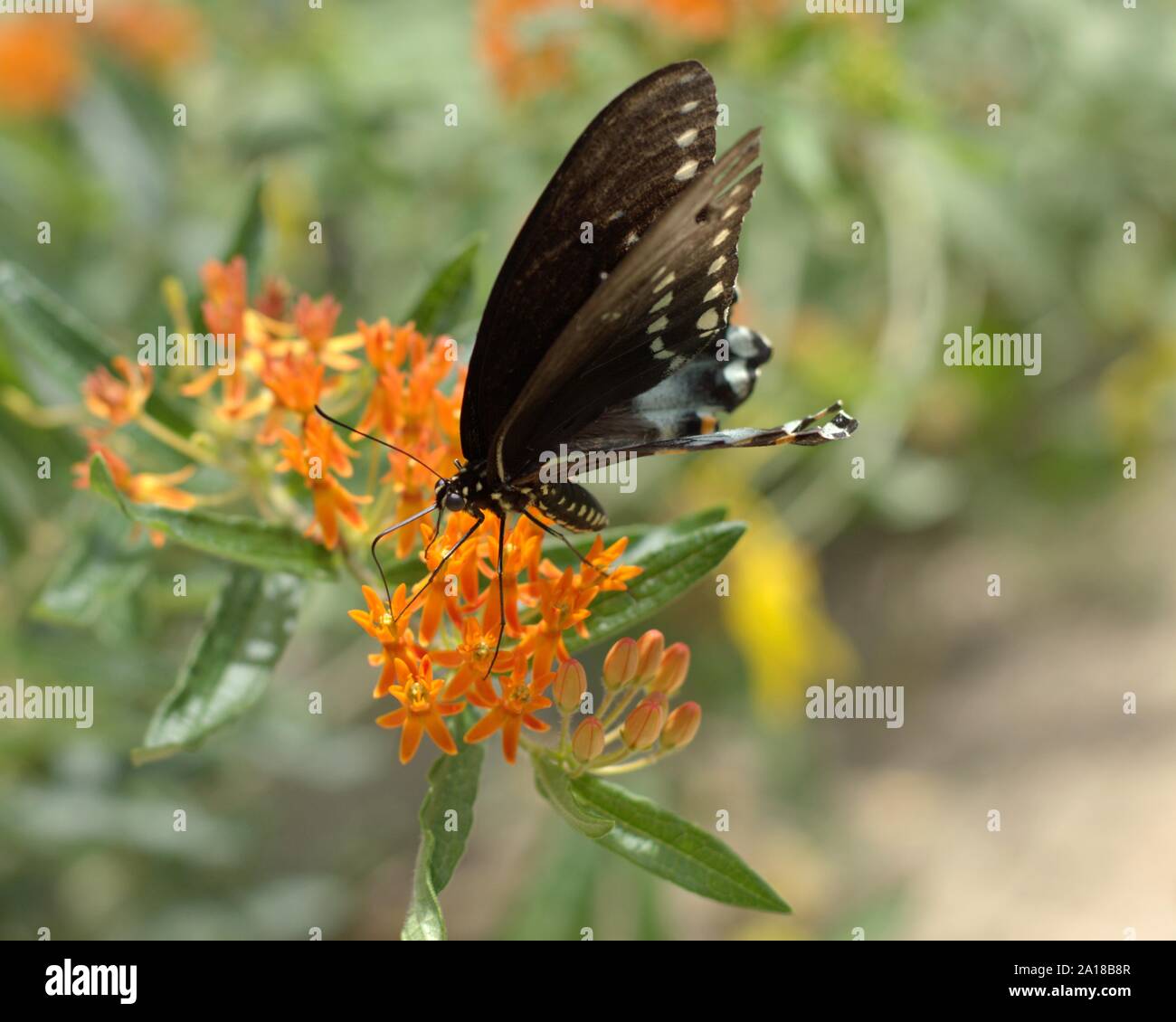 Spicebush Schwalbenschwanz auf einer Blume in einem Butterfly Garden Plot. Stockfoto