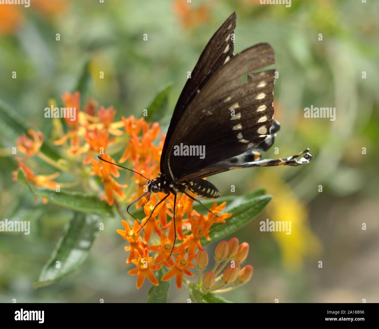 Spicebush Schwalbenschwanz auf einer Blume in einem Butterfly Garden Plot. Stockfoto