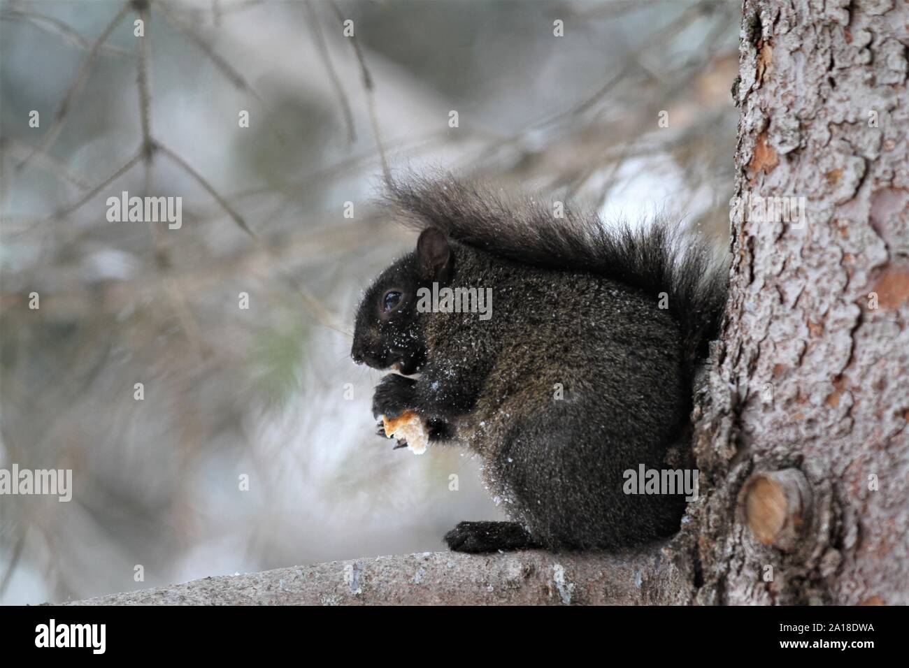 Süße schwarze Eichhörnchen mit flauschigen Schwanz steht auf auf einem Zweig Essen Stockfoto