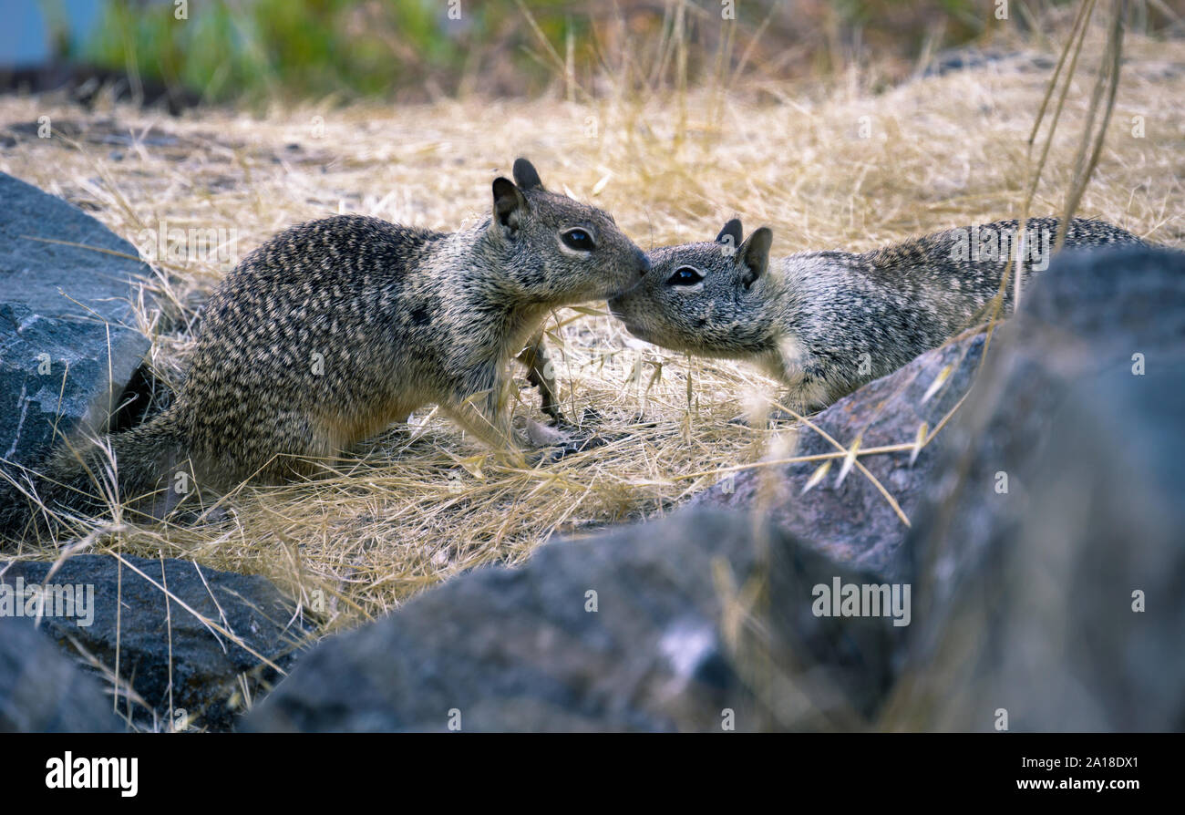 Zwei küssen Kalifornien Eichhörnchen zwischen den Felsen und Gras. Stockfoto