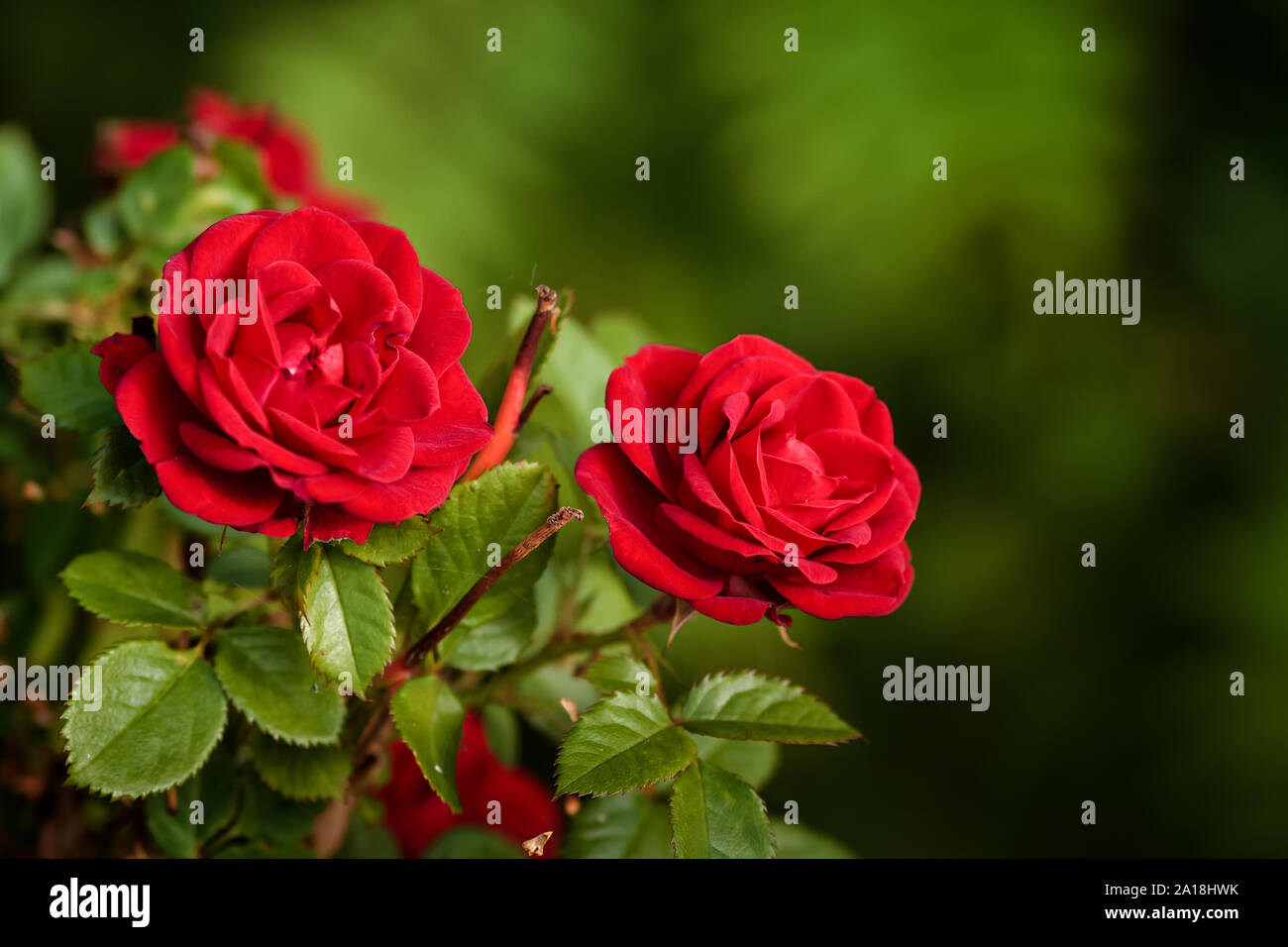 Zwei Rosen wachsen in einem Garten im Norden Finnlands. Die Blumen in voller Blüte sind auf einem Spätsommer Tag. Stockfoto