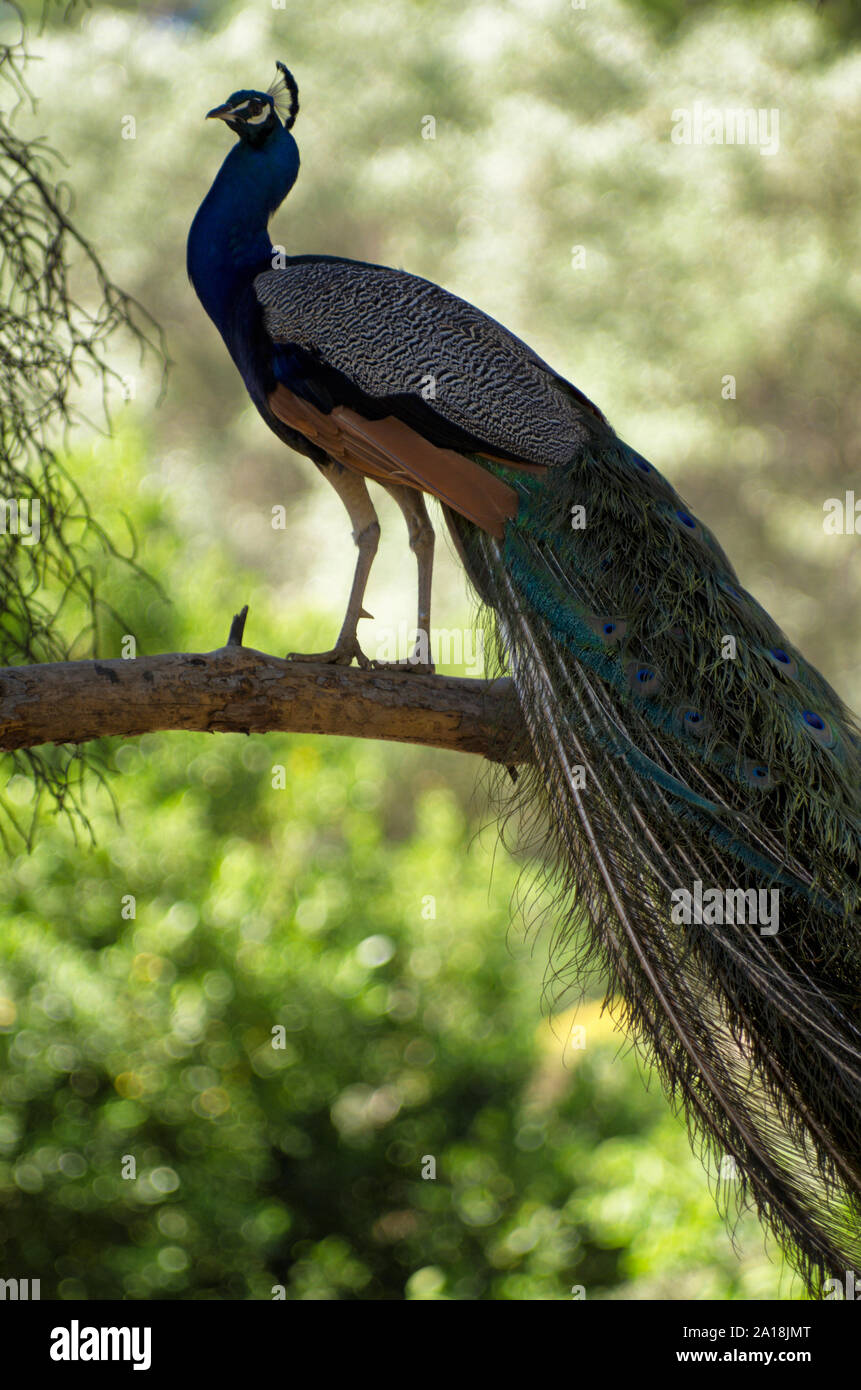 Pfau im Profil steht auf einem Zweig mit gefalteten Schwanz im Schatten der Bäume auf einer schönen unscharfen Hintergrund Stockfoto