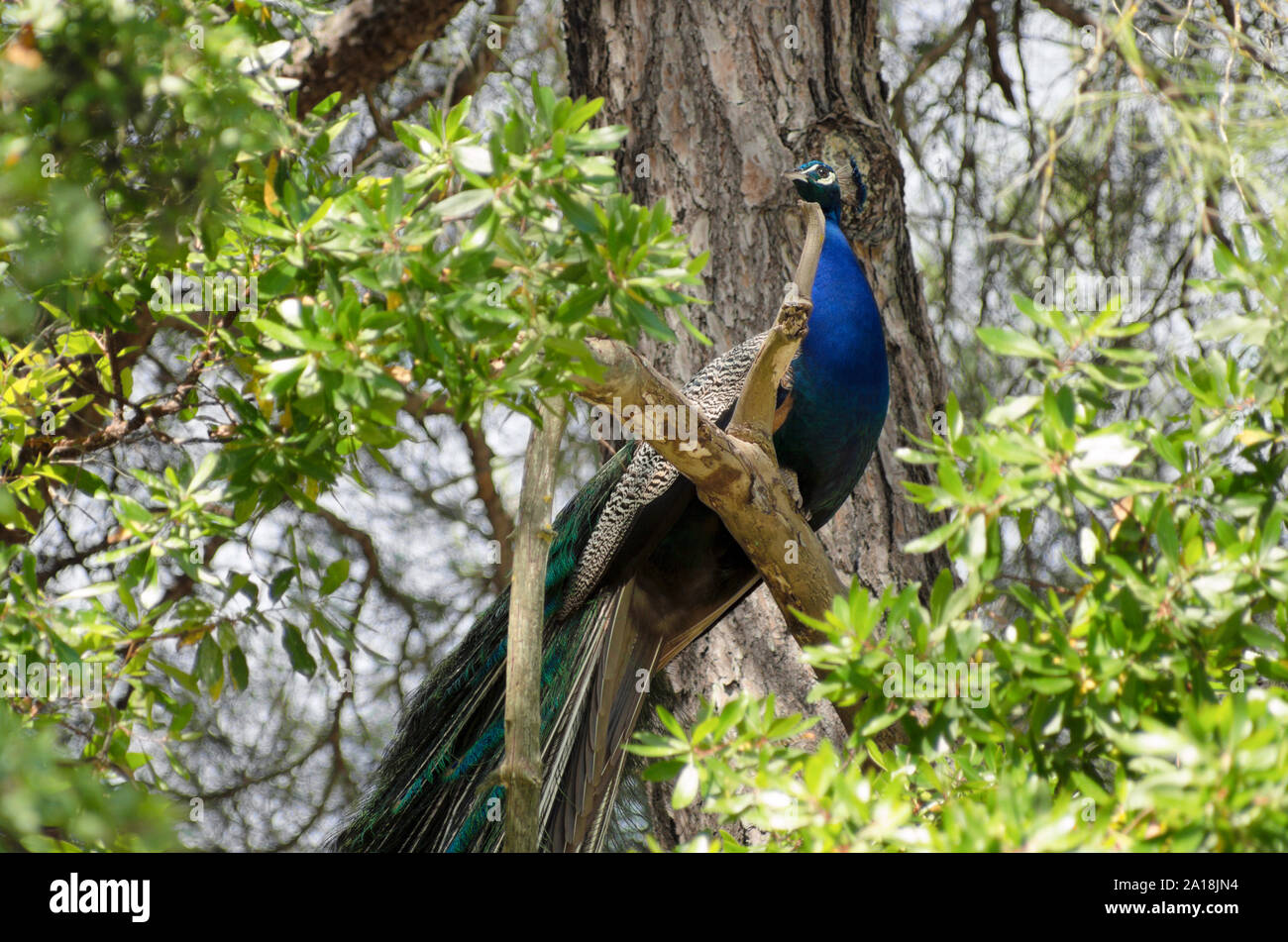 Peacock sitzt auf einem Baum und blickt in die Ferne auf einem unscharfen Hintergrund Stockfoto