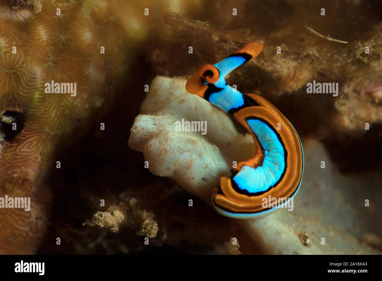 Sea Slug Thuridilla lineolata. Unterwasser makro Bild vom Tauchen in Ambon, Indonesien Stockfoto