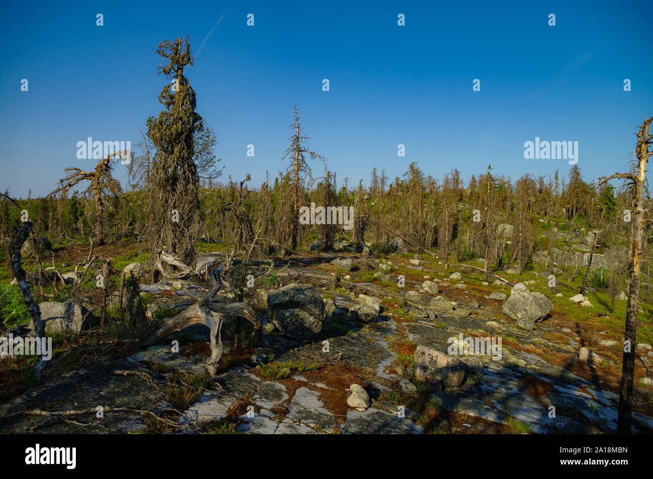 Trockene Crooked Tree in der Einöde auf der Spitze des Berges. Russland. Karelien. Vottovaara Berg nach dem flächenbrand. Stockfoto