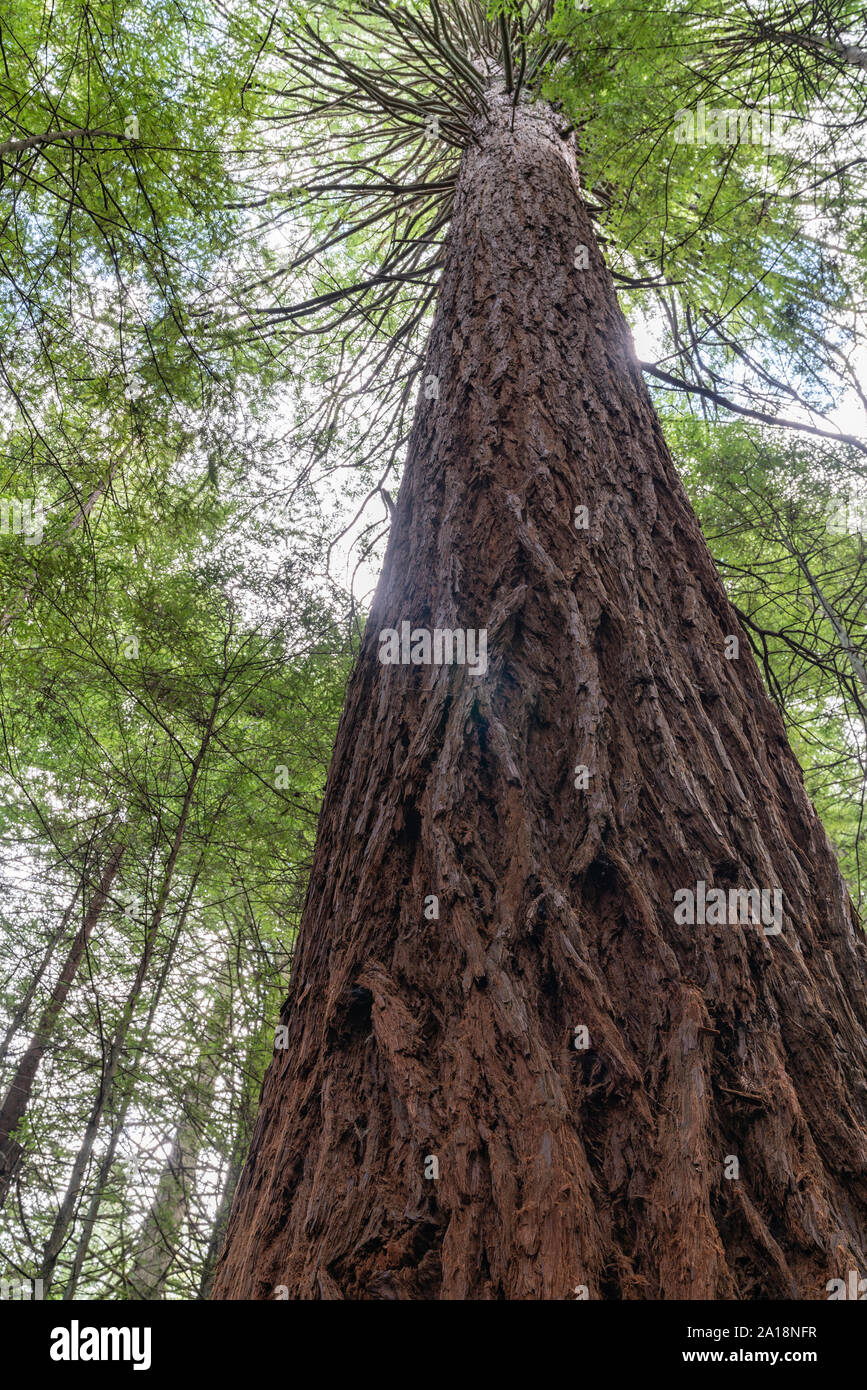 Nahaufnahme von gemusterten dicke Rinde von sequoia oder Kalifornische Redwood Tree in Whakarewarewa Redwood Forest in Rotorua. Stockfoto