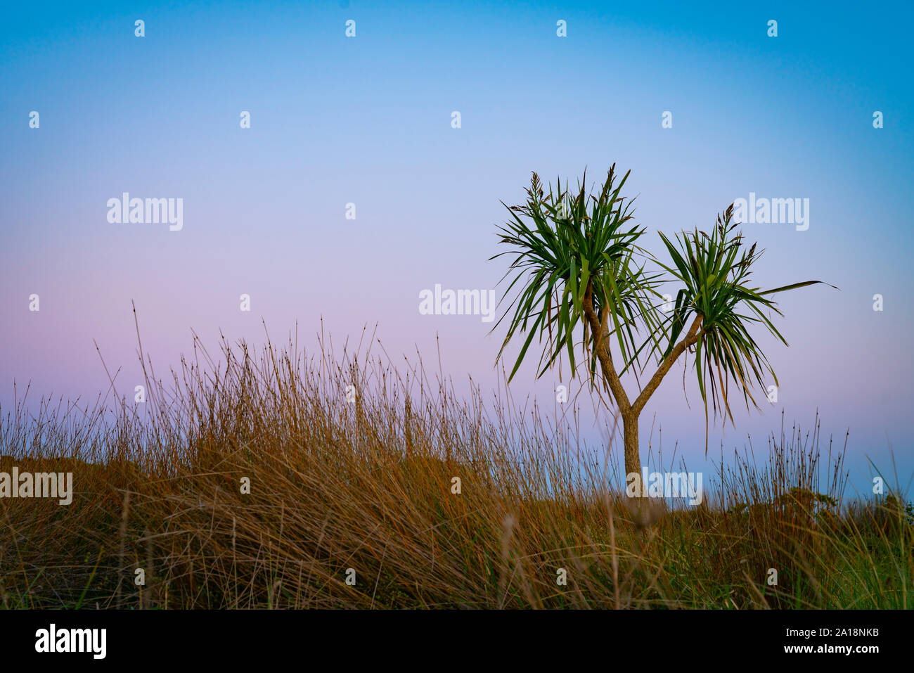 Dünenlandschaft in der Dämmerung mit Strand Vegetation von ficina und der Neuseeland Cabbage Tree heraus stehen gegen Morgenhimmel. Stockfoto