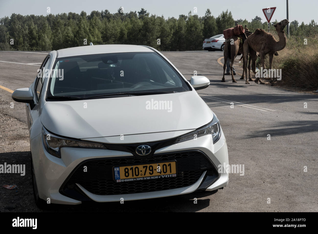 Ein 2019 Toyota Corolla Hatchback Excite steht im Vordergrund mit einem paar Kamele im Hintergrund, Methoden der Transport separat Stockfoto