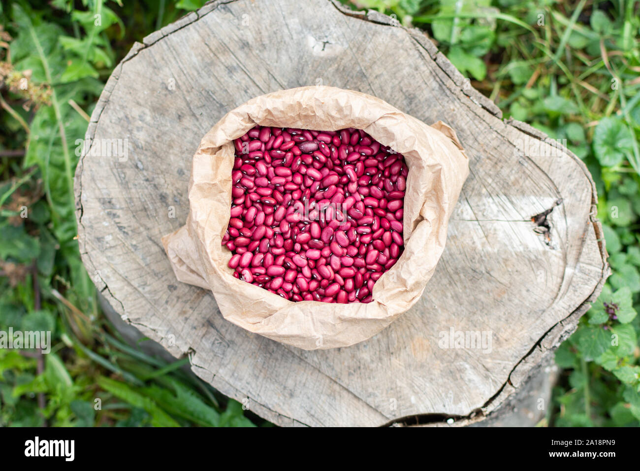 Frische Ernte von rosa Bohnen in eine Tasche auf einem Baumstumpf liegt, organisches Gemüse aus dem Garten Stockfoto