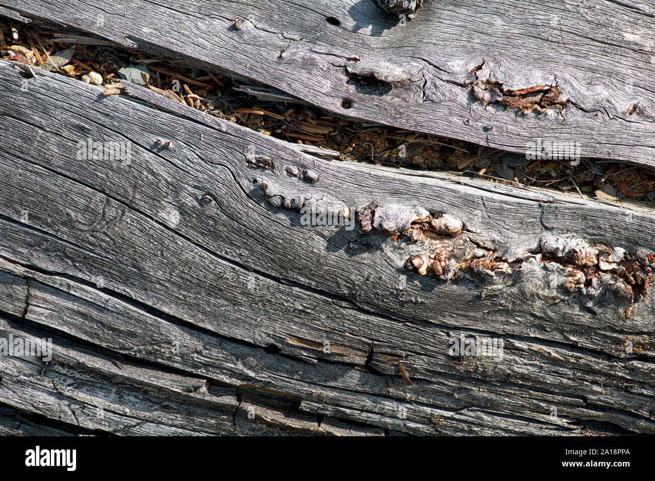 Verwitterte Treibholz Korn detaillierte Textur Stockfoto