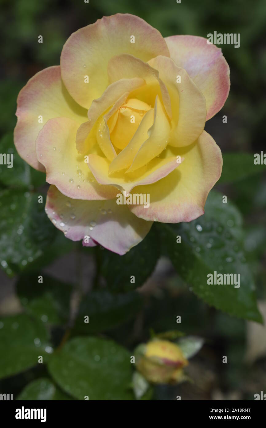 Eine Anlage mit Farbwechsel Rosen. Multicolor Rosen mit erstaunliche Kombination og rot, gelb, orange und rosa sieht aus wie helles Licht in es. Natürliche Stockfoto