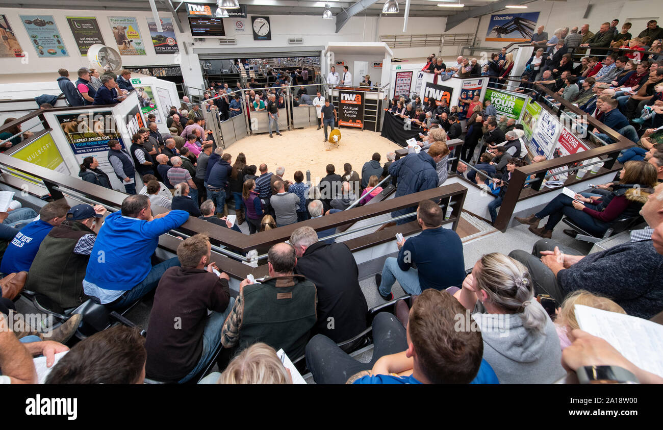 Masse der Bauern beobachten ein Schaf Verkauf bei J36 Auktion Mart, Kendal, Cumbria, Großbritannien. Stockfoto